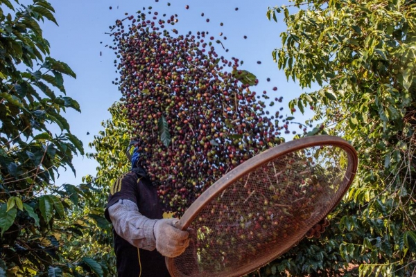 Un agricultor durante la cosecha de café en la localidad brasileña de Guaxupe.   