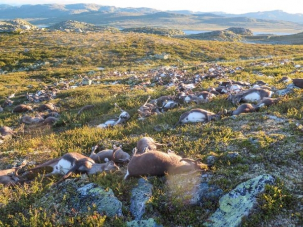 323 renos mueren alcanzados por un rayo en Noruega