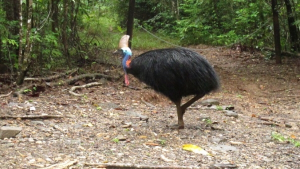 Un casuario