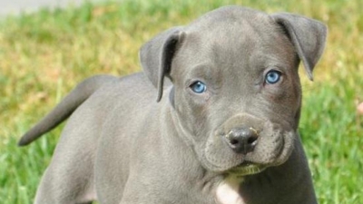 Esta ley entrará en vigor a partir del 3 octubre y prohibirá adoptar perros de razas peligrosas