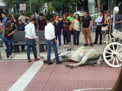 Un caballo que arrastraba una calandria sobre avenida Chapultepec colapsó a mitad de la vía.