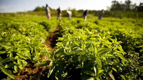 Cultivos de Stevia rebaudiana