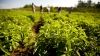 Cultivos de Stevia rebaudiana