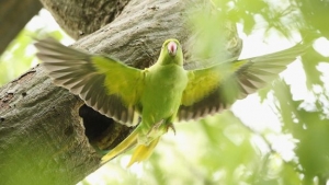 El periquito de collar (Psittacula krameri) es originario de África y el sudeste asiático.
