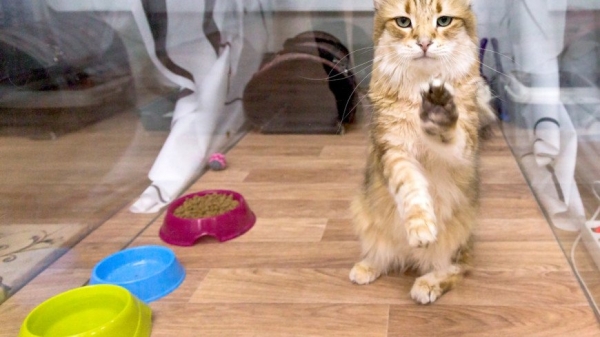 Venden por 130,000 dólares a un gato que &quot;hace milagros y cumple tres deseos&quot;
