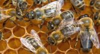 La extinción de las abejas puede provocar el apocalipsis humano