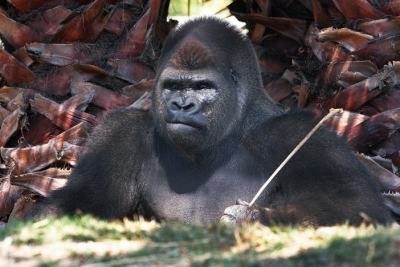 El gorila Bantú en una foto tomada en 2006