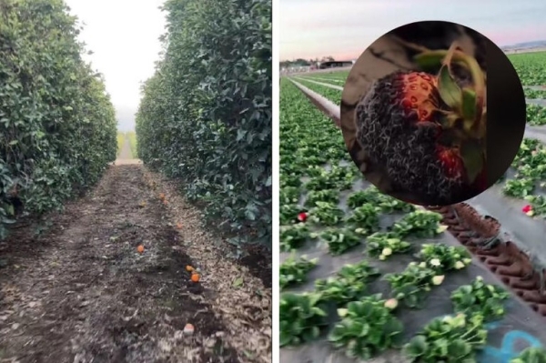 La escasez de trabajadores inmigrantes en los campos agrícolas de EE. UU., debido al miedo a las redadas migratorias, ha generado una crisis en el sector.