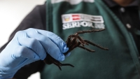 Una de las tarántulas encontradas en Lima, Perú, en noviembre de 2024.