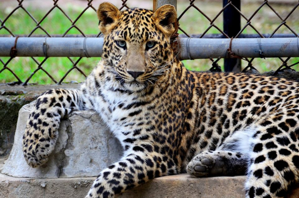 Un hombre mató a un leopardo solo con sus manos cuando regresaba a su hogar junto a su esposa e hijo y el animal los atacó.