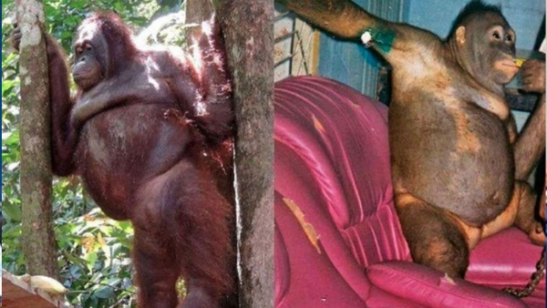 Indonesia: La increíble recuperación de una orangutana abusada sexualmente en un burdel