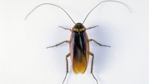 De las más de 4.000 especies de cucarachas que existen, unas 30 están presentes en hábitats humanos.