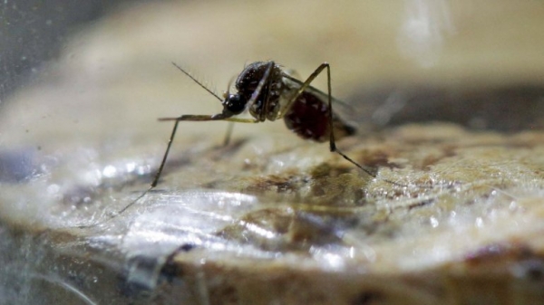 El principal transmisor del virus es el mosquito Aedes aegypti