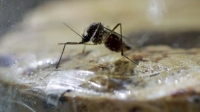 El principal transmisor del virus es el mosquito Aedes aegypti