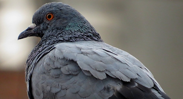 Comprobado científicamente: palomas saben leer