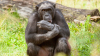 5 chimpancés escapan de sus jaulas y 3 son abatidos a tiros en un zoológico de Suecia