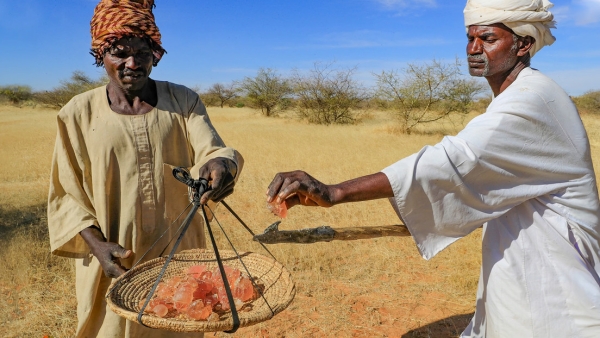 Hombres sudaneses recogen savia de árboles de acacia, el 9 de enero de 2023.