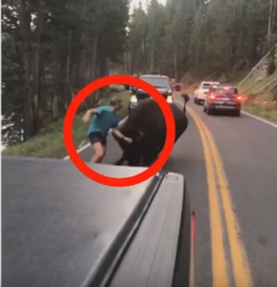 VIDEO: Un hombre provoca a un bisonte en el parque nacional de Yellowstone