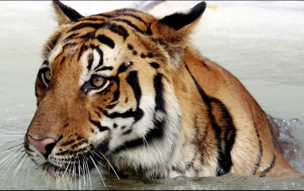 El tigre le destrozó un brazo a su cuidador luego de que éste metiera la mano a la jaula.