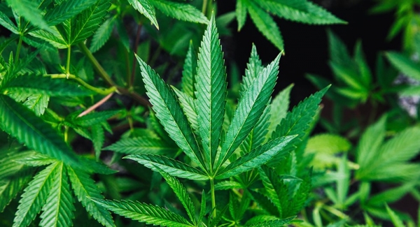 Cannabis o alcohol? Este es el estupefaciente más consumido a nivel mundial