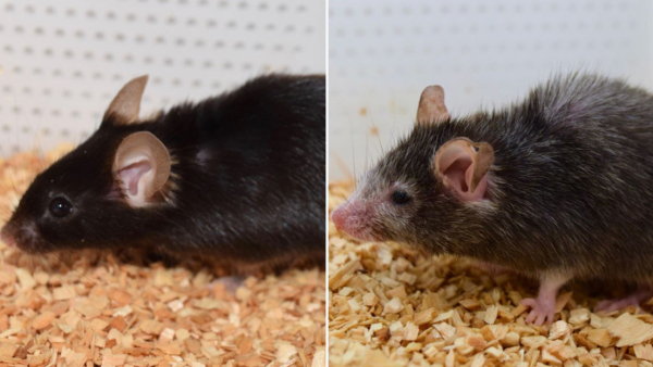 Científicos logran revertir el envejecimiento en ratones