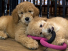 Prohíben venta de mascotas en Nueva York para detener “fábricas de cachorros”: la ley se activará en 2024