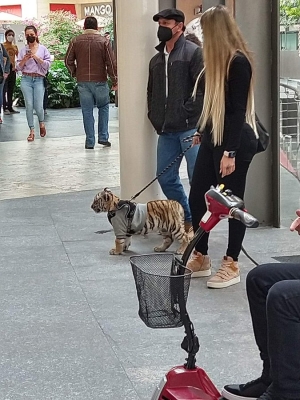 Una mujer pasea a un tigre en un lujoso centro comercial de Ciudad de México
